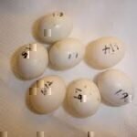 buy scarlet macaw eggs