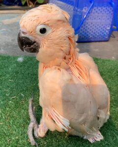 https://timiesbirds.com