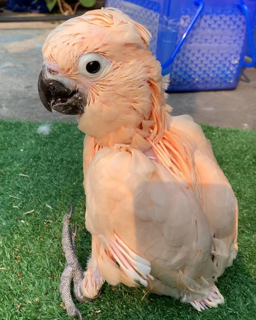 cockatoo parrot for sale