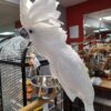 https://timiesbirds.com/product/buy-umbrella-cockatoos/