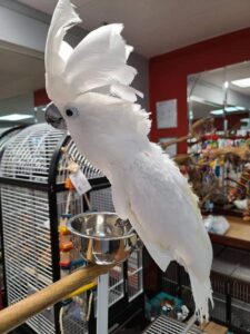 https://timiesbirds.com/product/buy-umbrella-cockatoos/