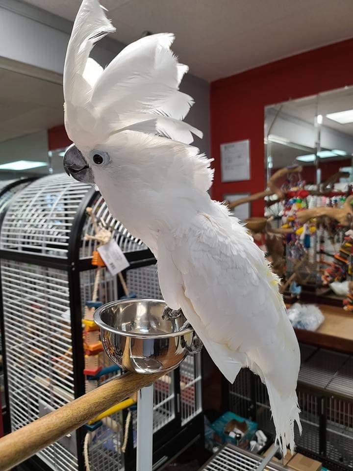 umbrella cockatoo parrot