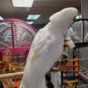 https://timiesbirds.com/product/buy-umbrella-cockatoos/