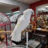 https://timiesbirds.com/product/buy-umbrella-cockatoos/