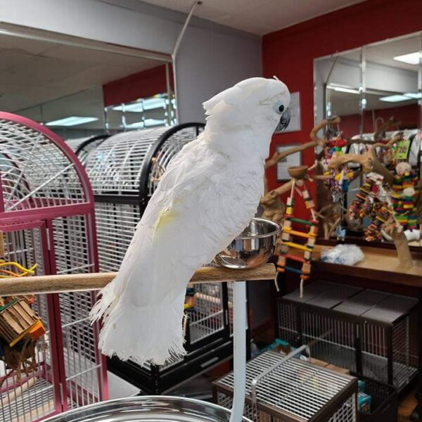 white umbrella cockatoo for sale