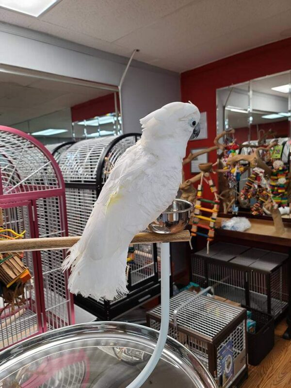 umbrella cockatoo parrots for sale