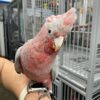 rose breasted cockatoo for sale