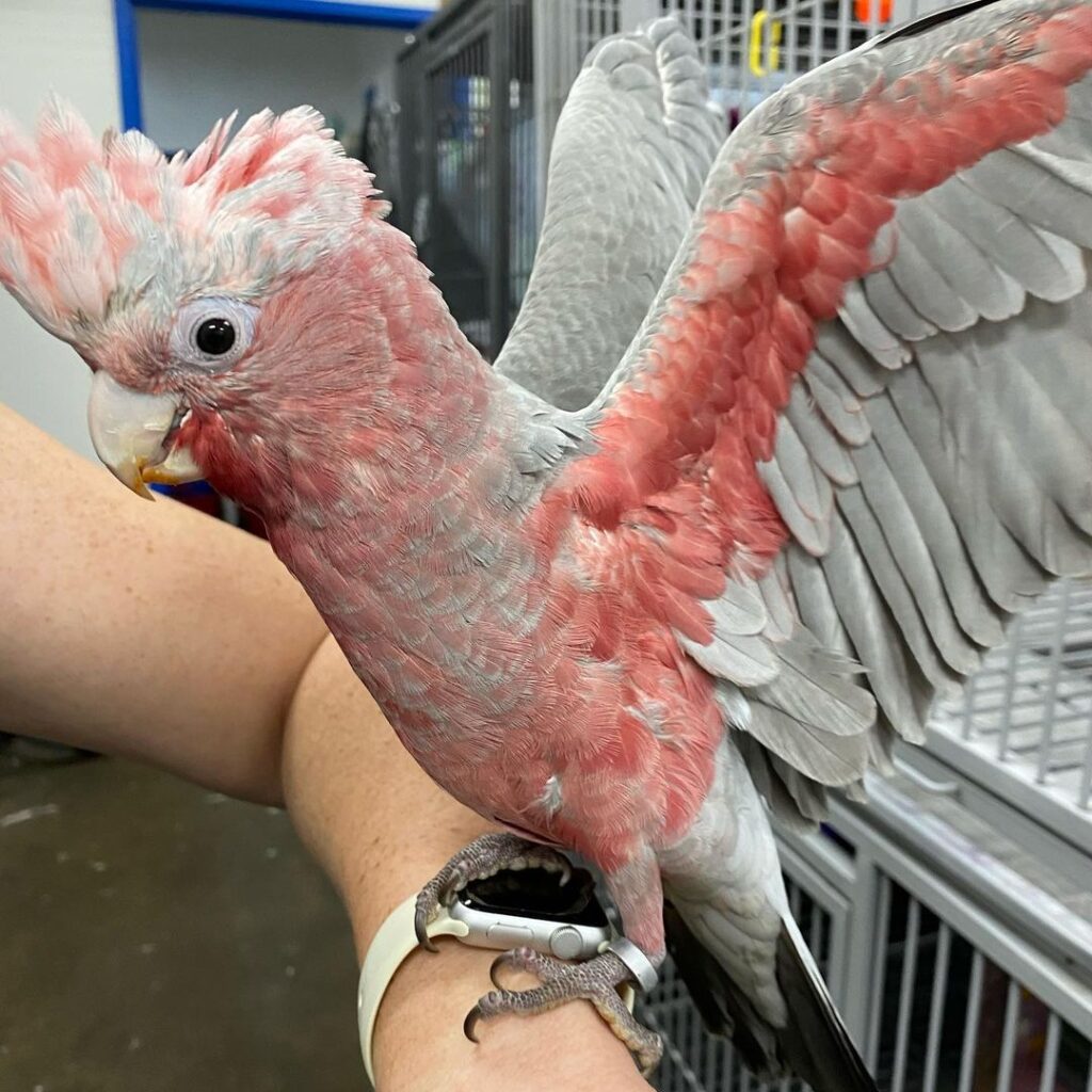 rosebreasted cockatoo for sale in wisconsin