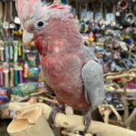 rose breasted cockatoo parrot