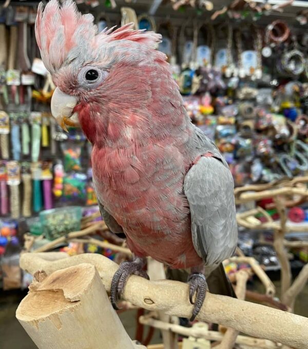 rose breasted cockatoo parrot