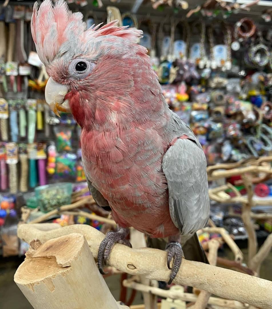 rose breasted cockatoo as pet