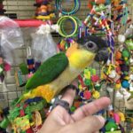 Black Headed Caique for sale