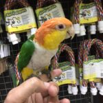  White bellied Caique for sale