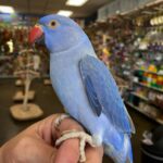 Indian Ringneck for sale