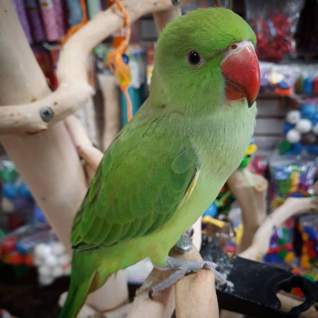 Indian Ringneck for Sale Near Me