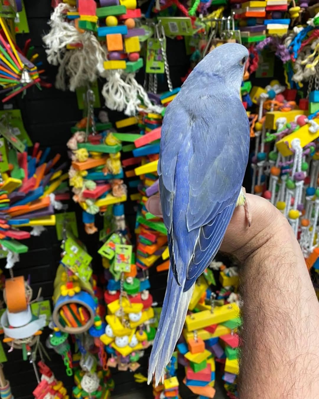 Blue male Indian Ringneck parrot, 5 months old, hand-tamed and friendly pet bird