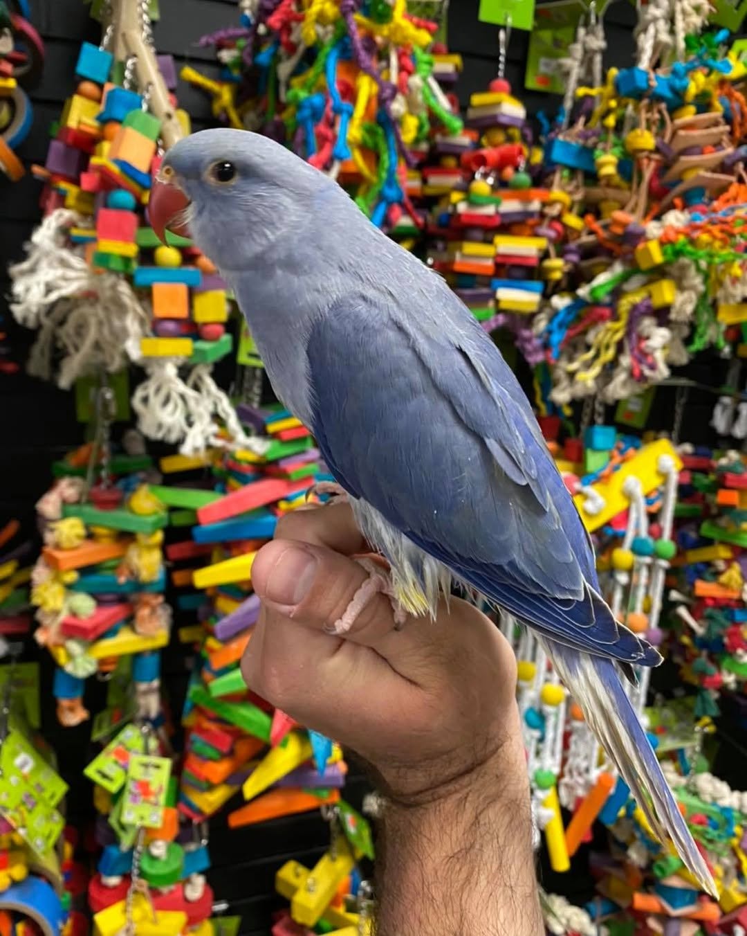 Blue male Indian Ringneck parrot, 5 months old, hand-tamed and friendly pet bird