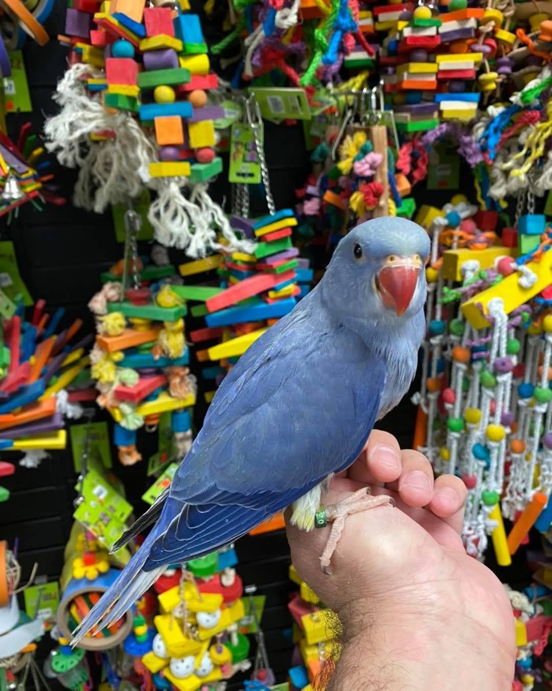 Blue male Indian Ringneck parrot, 5 months old, hand-tamed and friendly pet bird