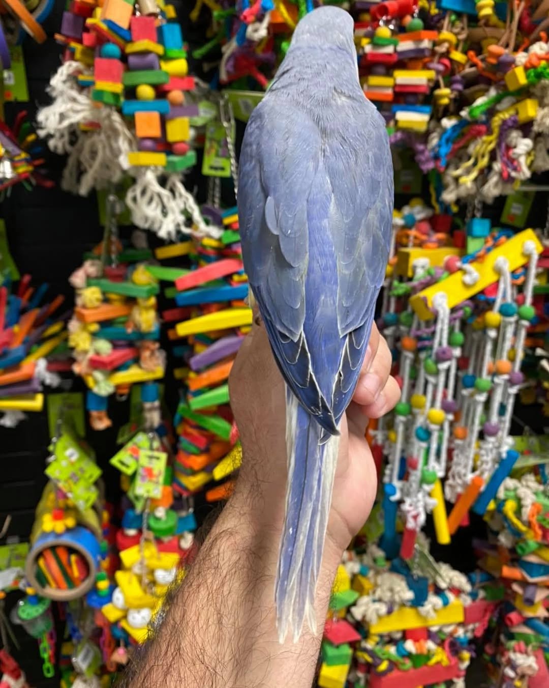 Blue male Indian Ringneck parrot, 5 months old, hand-tamed and friendly pet bird