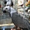African Grey Parrot playing with toys inside a cage