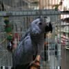 Young African Grey Parrot sitting calmly on a perch