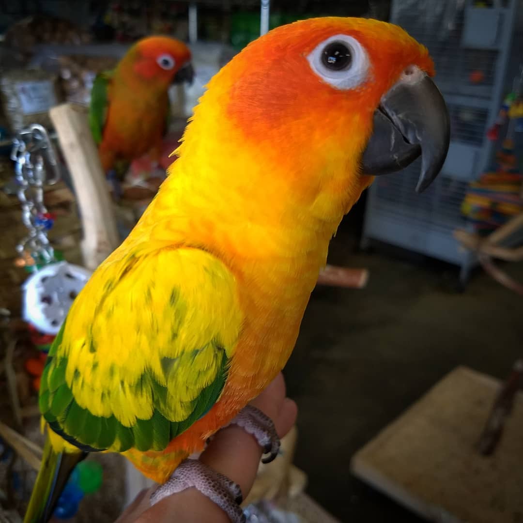 Sun conure 2024 for sale