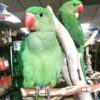 Alexandrine parrot for sale