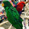 eclectus parrot for sale