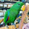 eclectus parrot for sale