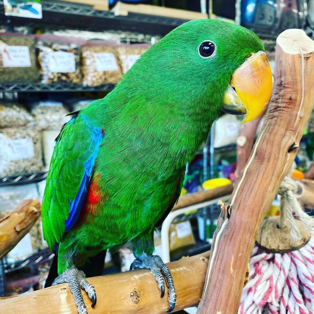 eclectus parrot for sale in sri lanka