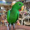 eclectus parrot for sale