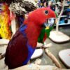 eclectus parrot for sale