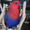 eclectus parrot for sale