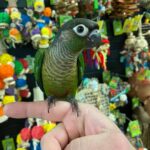green cheeked conure for sale