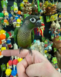 green cheeked conure for sale