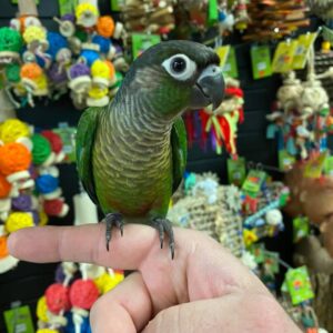 green cheeked conure for sale
