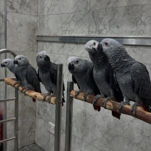 Parrots
