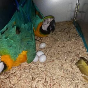 Parrot Eggs