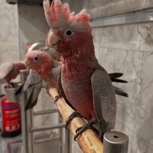 Cockatoos