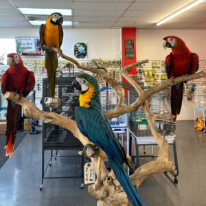 Macaws
