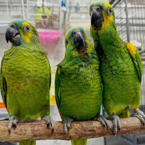 Amazon Parrots