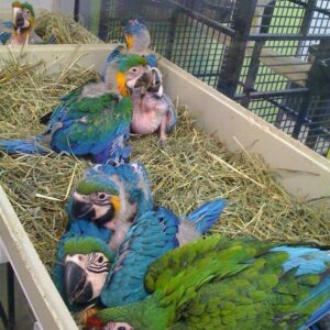 Baby parrots