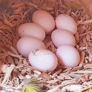 Fertile Scarlet Macaw eggs collected from healthy breeding birds
