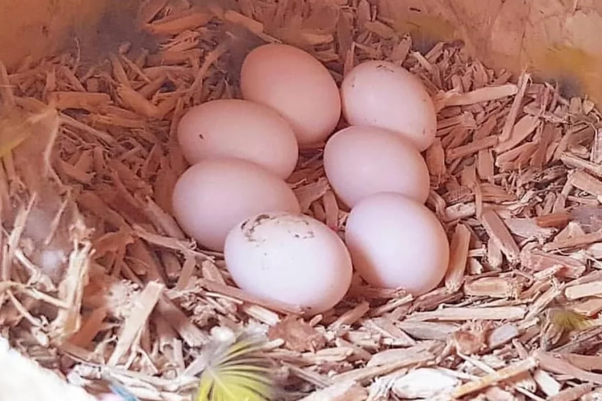 Fertile Scarlet Macaw eggs collected from healthy breeding birds