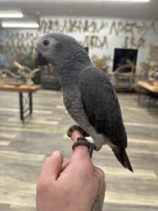 Timneh African Grey parrot baby perched on wooden stand
