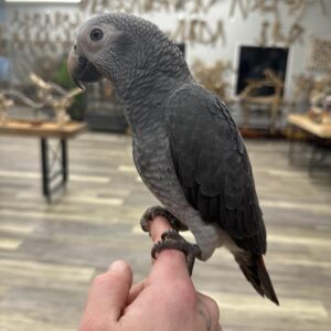 Timneh African Grey parrot baby perched on wooden stand