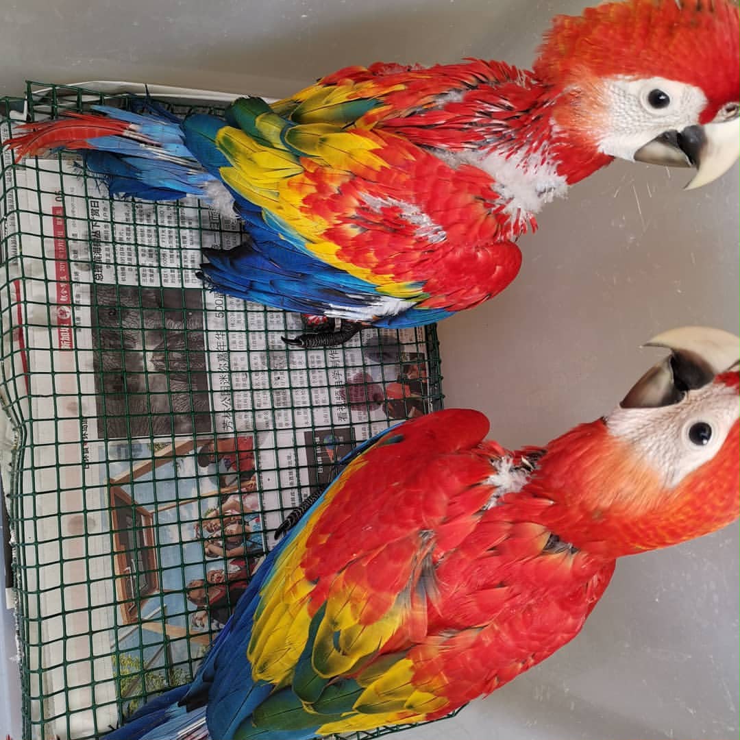 Young Scarlet Macaw babies with colorful wings