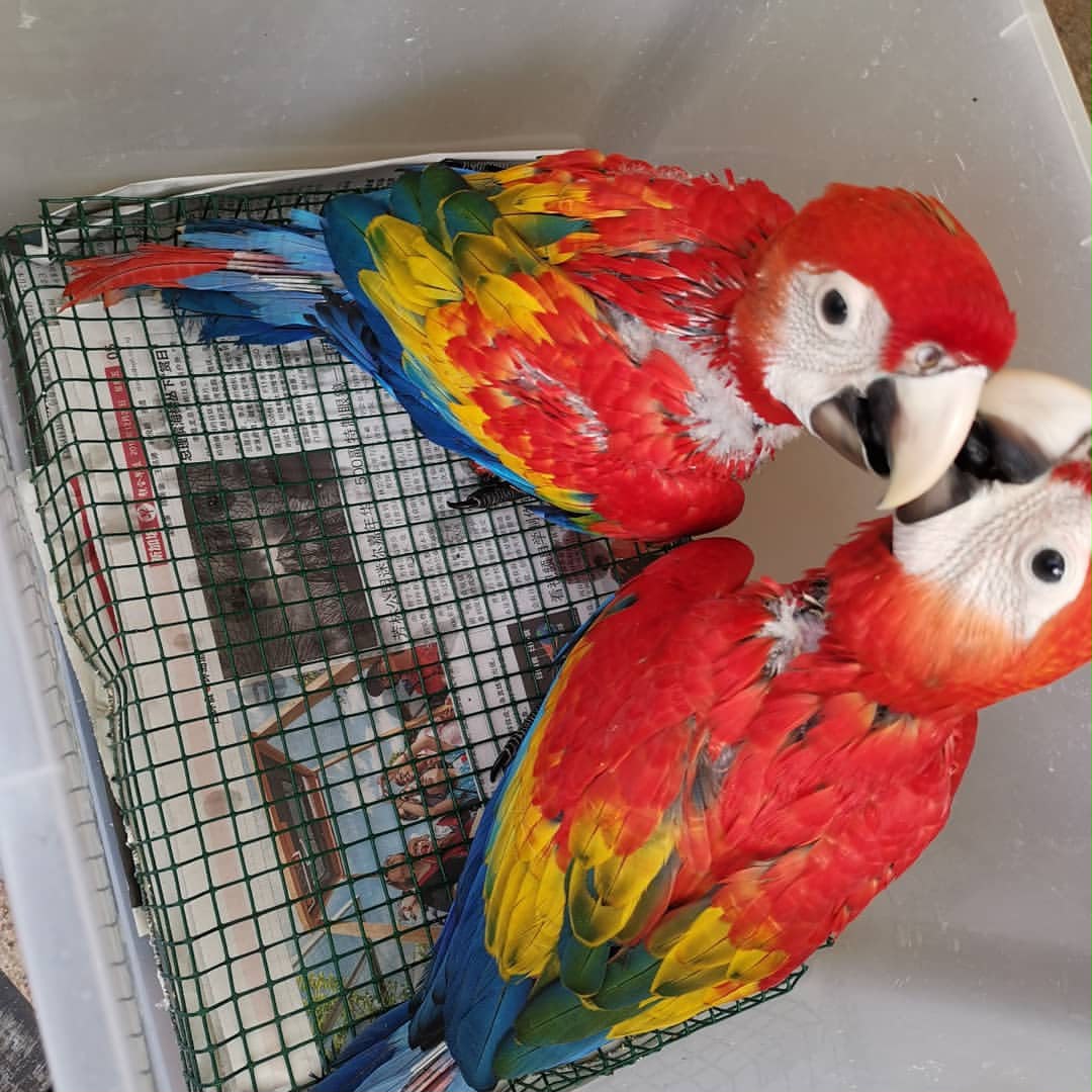 Scarlet Macaw baby parrots with bright red feathers