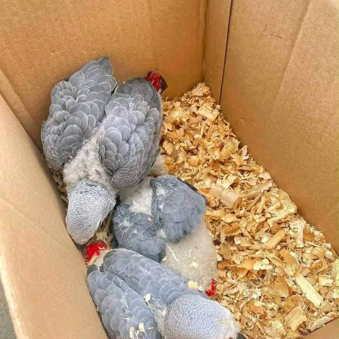Male and female African Grey baby parrots