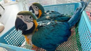 Young Blue and Gold Macaw parrots with colorful feathers